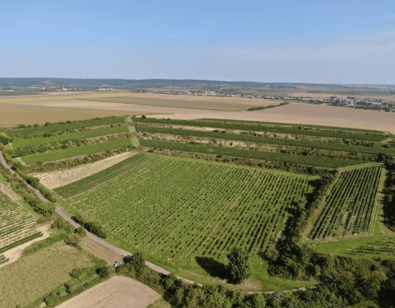 vinice Peklo